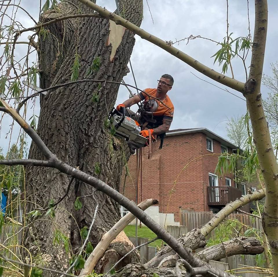 Climber in high-visibility gear secured with ropes, cutting a section from a large willow trunk with a chainsaw