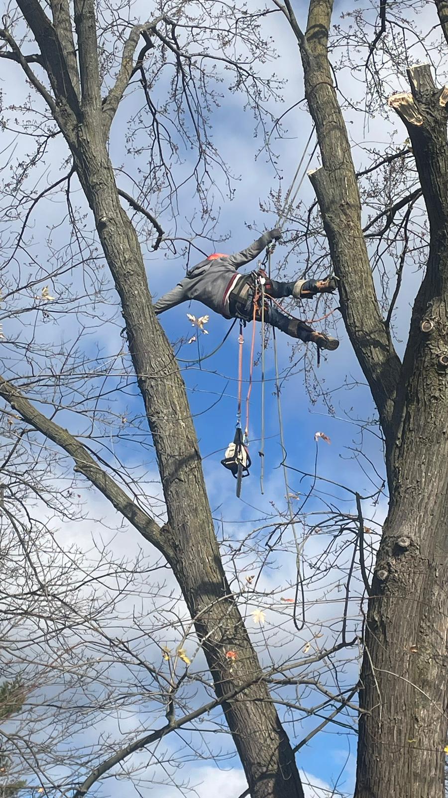 Tree climber working high in a leafless canopy, secured by climbing ropes with a chainsaw on the harness