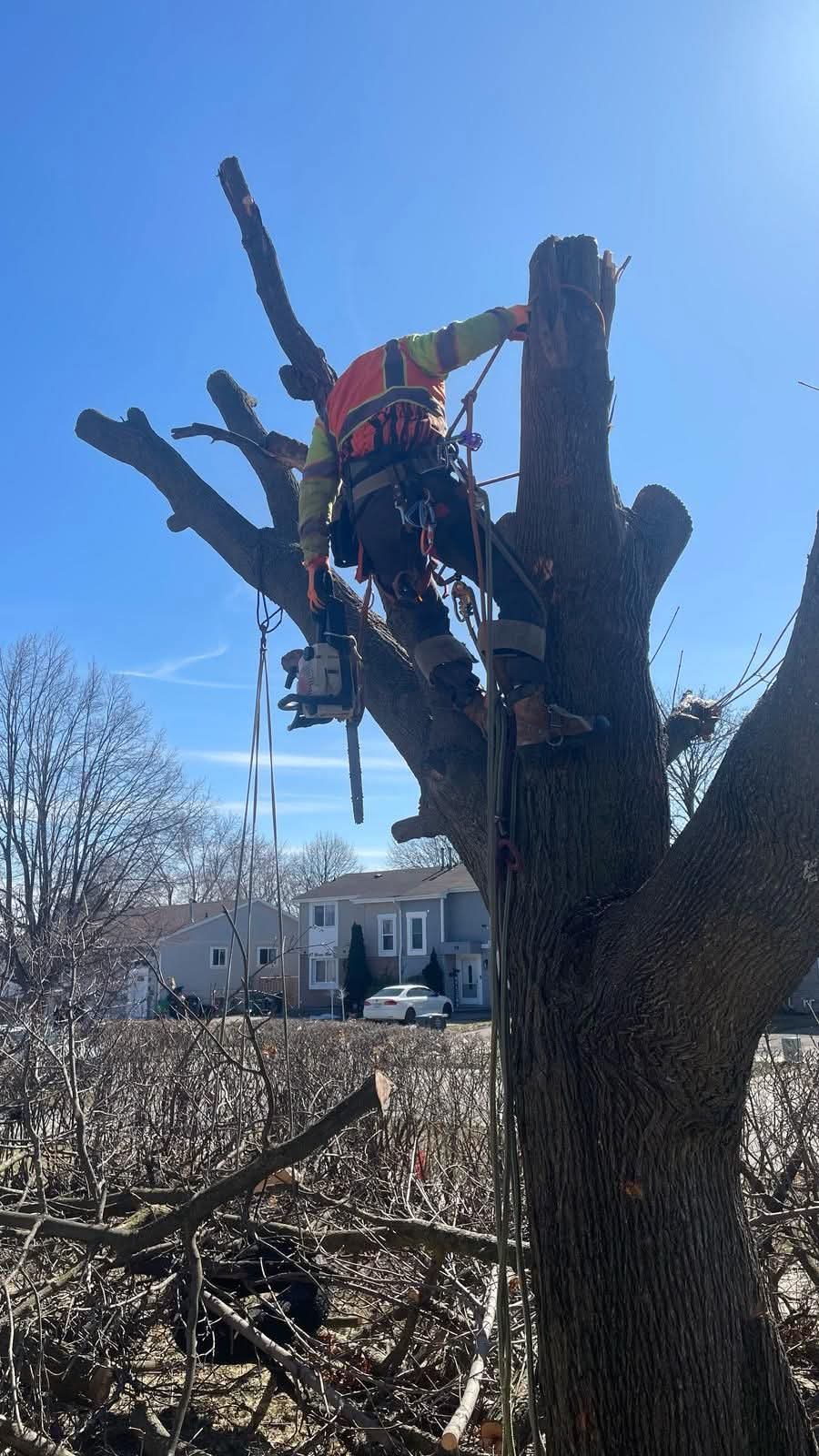Crew member in safety harness and hi-vis vest dismantling a tree trunk piece by piece over a residential yard